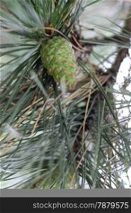 Pincone hanging on the fir tree branch