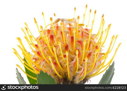 Pincushion Protea closeup isolated on white background.