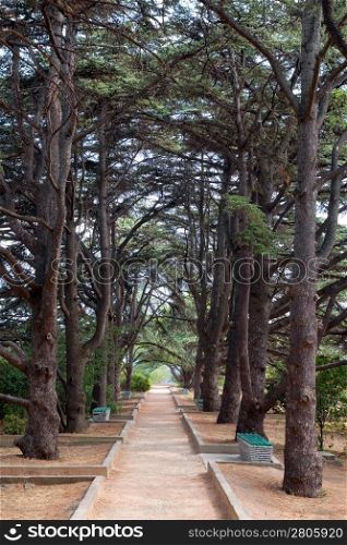 Pine alley.