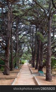 Pine alley.