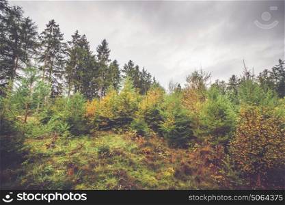 Pine and birch trees in a Scandinavian forest in autumn
