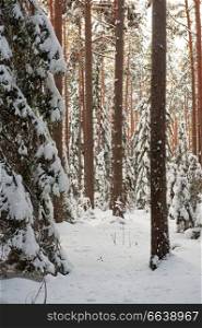 Pine and spruce forest covered by snow.