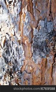 pine bark background