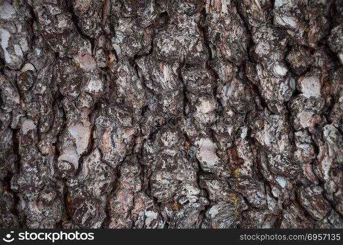 Pine bark texture. Pine bark background. Pine bark texture. Tree bark background. Bark background. Bark texture. Tree bark texture. Pine bark background