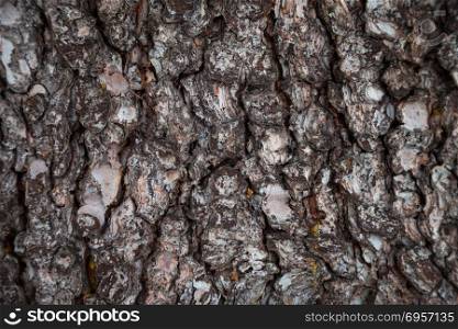 Pine bark texture. Pine bark background. Pine bark texture. Tree bark background. Bark background. Bark texture. Tree bark texture. Pine bark background