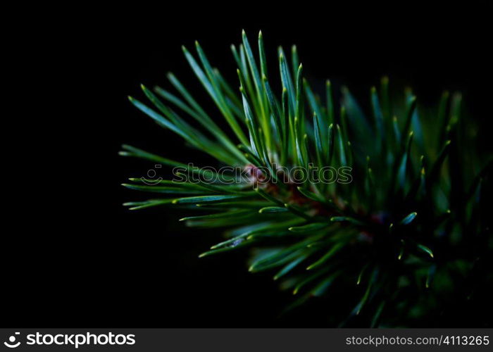 pine branch close-up