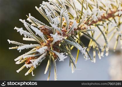 Pine branch covered with frost in January