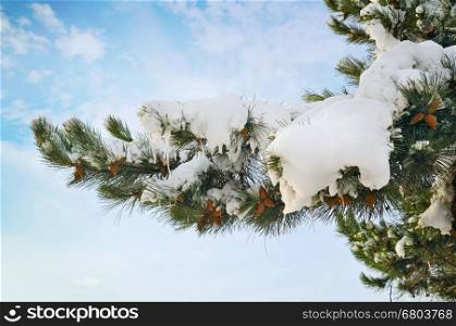 pine branch covered with snow against the blue sky