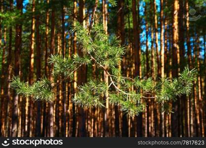 Pine branch on a background of pine forest, many needles are in the spring sunshine
