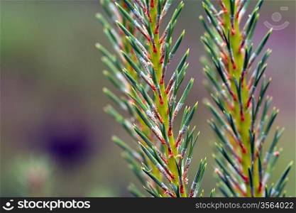 pine branch on green background