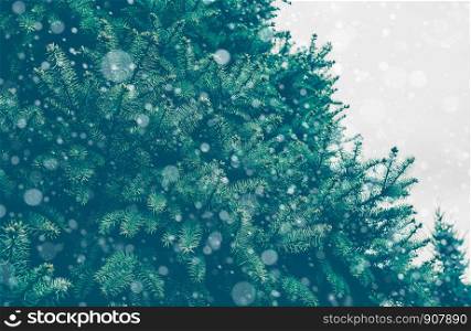 Pine branch tree texture with snowing.Nature christmas concepts ideas
