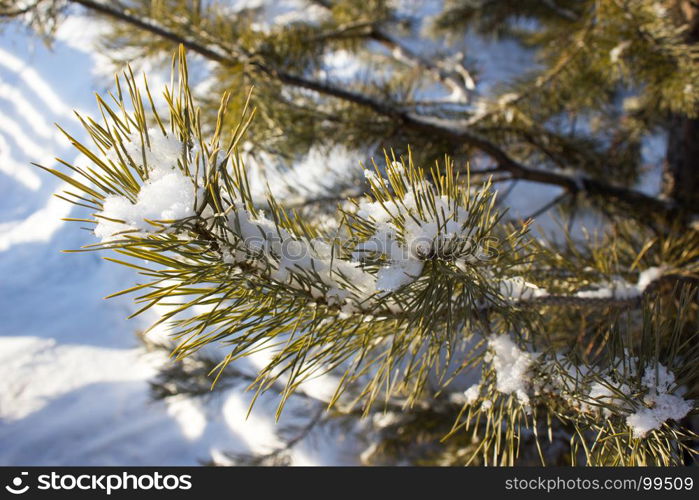 Pine branch under snow