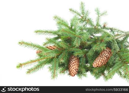 Pine Branch With Cones. Green fresh pine branch with cones isolated over white background