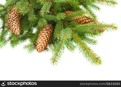 Pine Branch With Cones. Green pine branch with cones isolated over white background