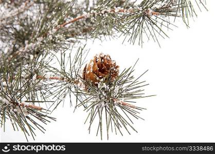 Pine branch with cones in the snow, isolated