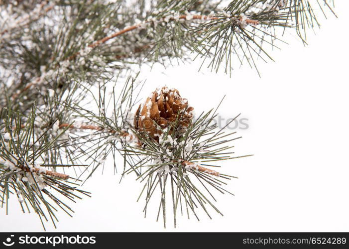 Pine branch with cones in the snow, isolated. Branch