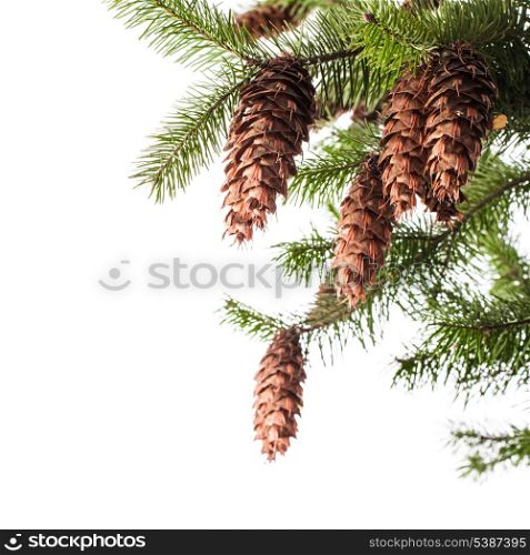 Pine branch with cones isolated on white