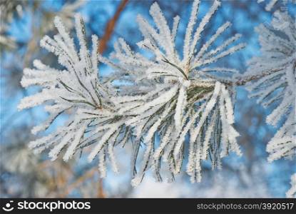 Pine branch with needles covered with dense hoarfrost