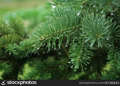 pine branch with water drops