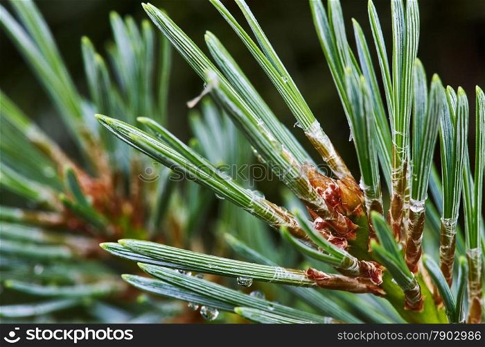 Pine branch with young cones, which made glue
