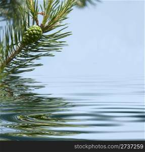 Pine branches and cone reflecting in the water. Blue background