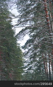 Pine branches in forest. Tops of trees in wood. Green forest with conifers. Pine branches in forest. Tops of trees in wood