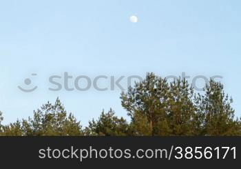 pine branches on background of the moon
