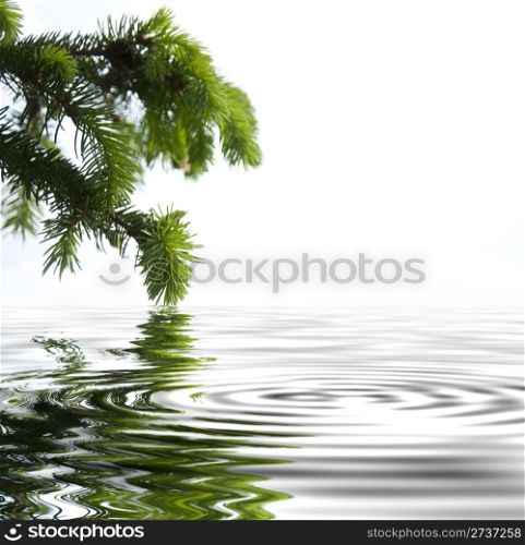 Pine branches reflecting in the water. White background
