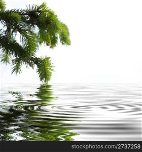 Pine branches reflecting in the water. White background