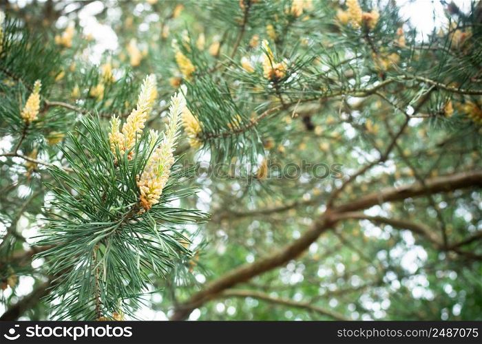 Pine buds on branches close up, natural green background. blossom young pine buds, alternative medicine. spring season.. Pine buds on branches close up, natural green background. blossom young pine buds, alternative medicine. spring season