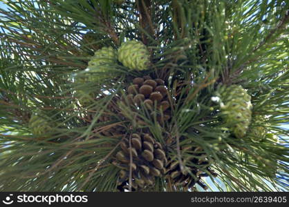 Pine cone