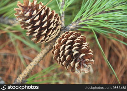 Pine cone