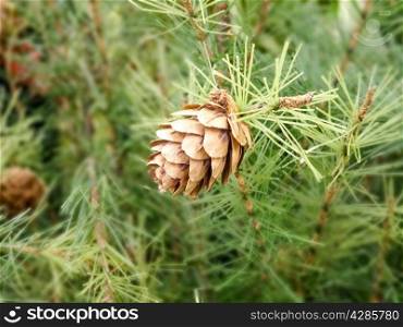 Pine Cone And Branches closeup