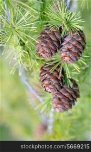 Pine Cone And Branches in forest
