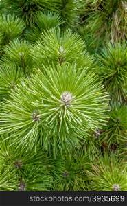 pine cone andgreen tree branches