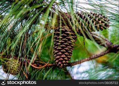 pine cone andgreen tree branches
