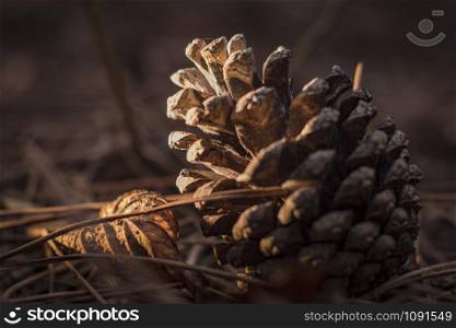 pine cone for the new year in the forest