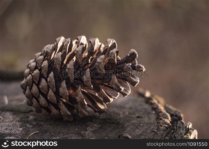 pine cone for the new year in the forest