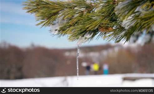 pine cone hanging from a tree after a fresh winter snow. On the background walking people