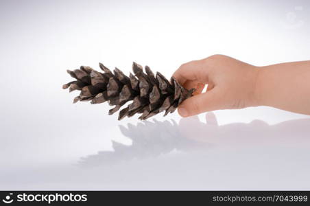 Pine cone in hand on a white background