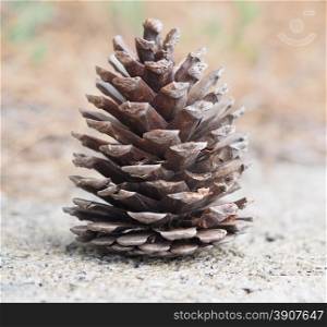 pine cone in the forest