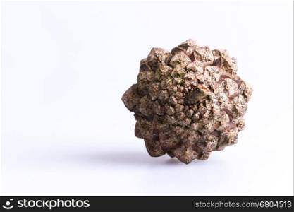 Pine cone isolated on grey