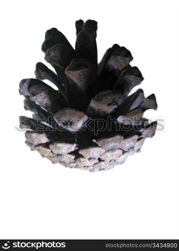Pine cone isolated on the white background