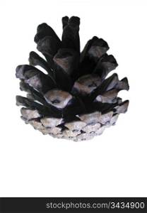 Pine cone isolated on the white background