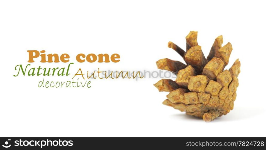 Pine cone isolated on white, clipping path included