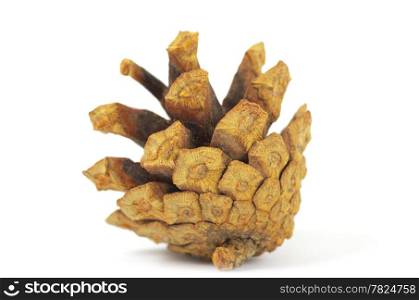 Pine cone isolated on white, clipping path included