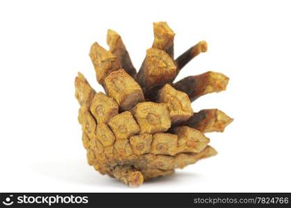 Pine cone isolated on white, clipping path included