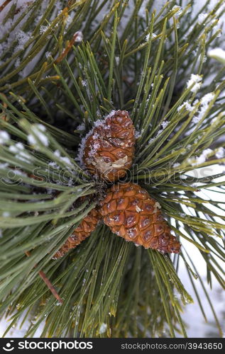 Pine cone on a branch covered with snow