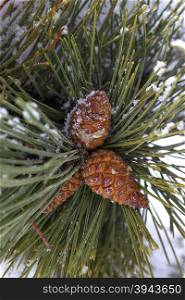 Pine cone on a branch covered with snow