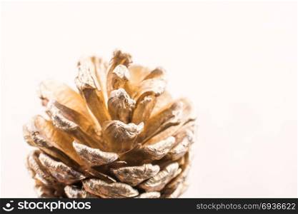 Pine cone on a light brown background
